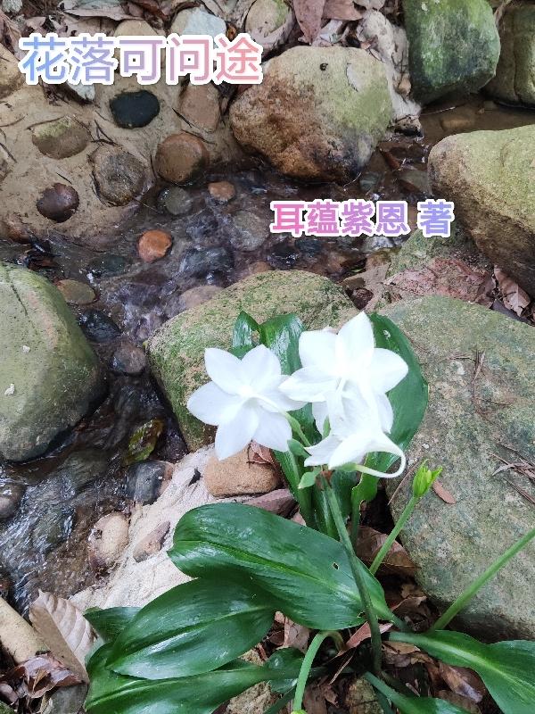 花落可成诗